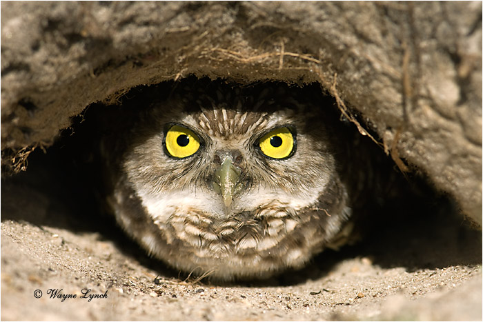 Florida Burrowing Owl in Burrow 108 by Dr. Wayne Lynch ©